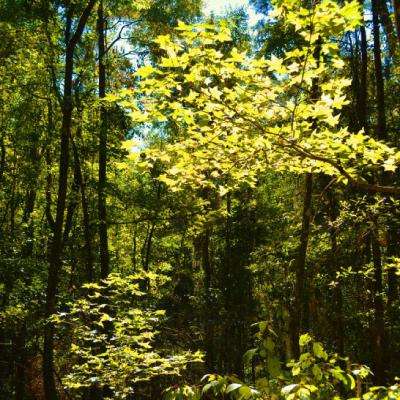 威尼斯欢乐娱人棋牌